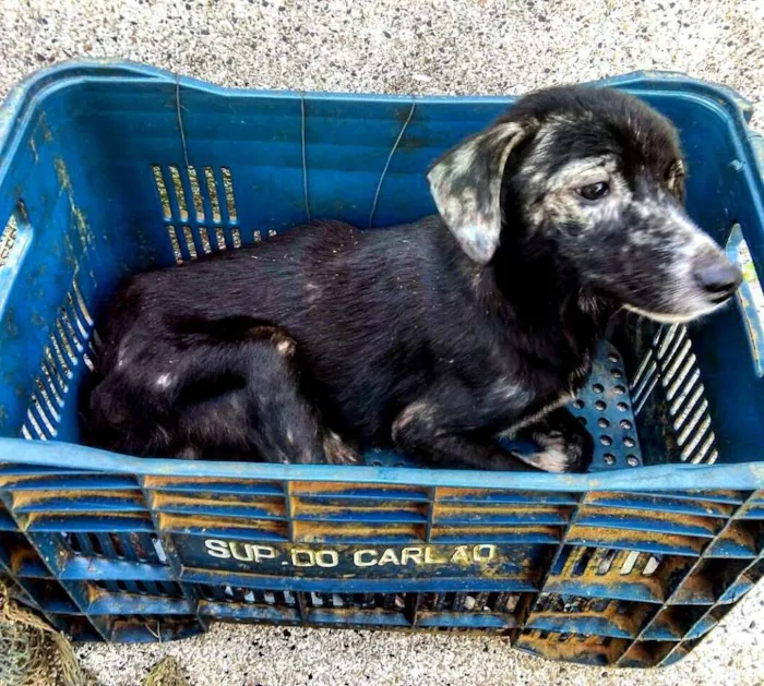 Cachorro ra a SRD idade 7 a 11 meses nome Zica