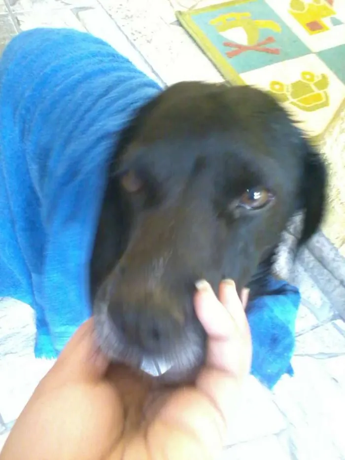 Cachorro ra a SRD idade 6 ou mais anos nome Pretinho