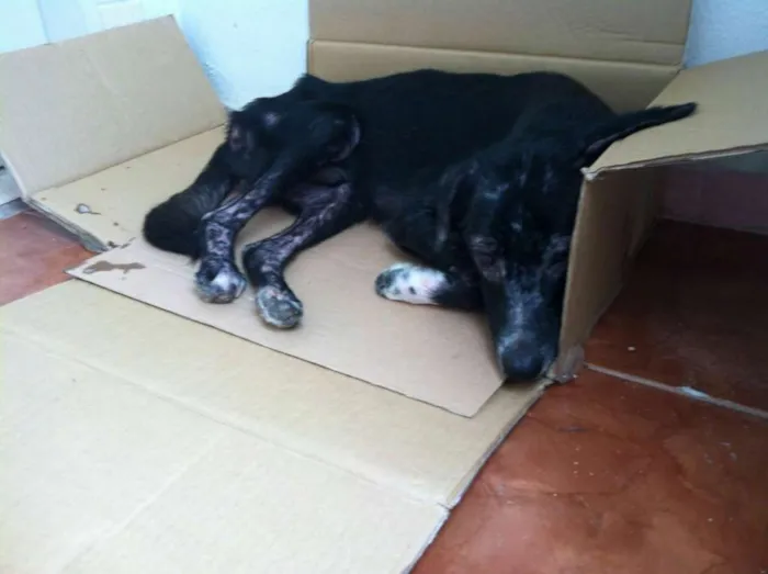 Cachorro ra a SRD idade 7 a 11 meses nome Zica