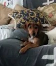 Dudu