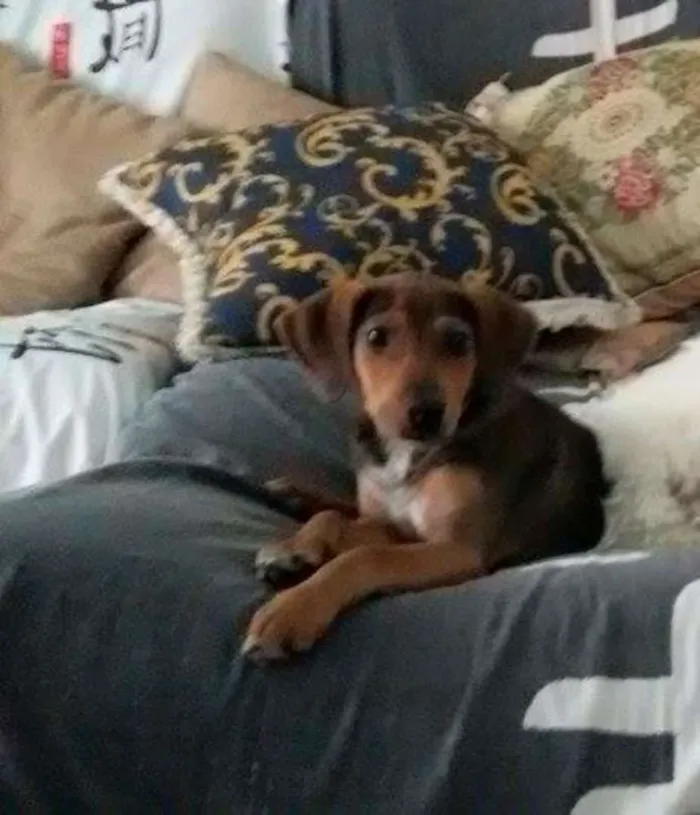 Cachorro ra a SRD idade 2 a 6 meses nome Dudu
