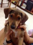 Dudu