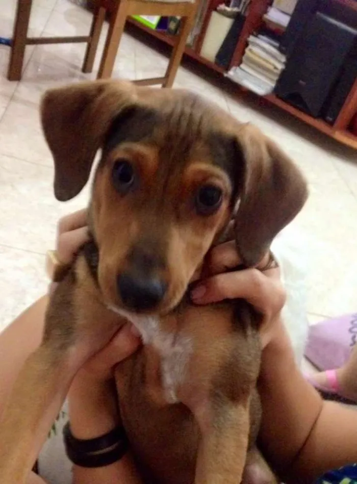 Cachorro ra a SRD idade 2 a 6 meses nome Dudu