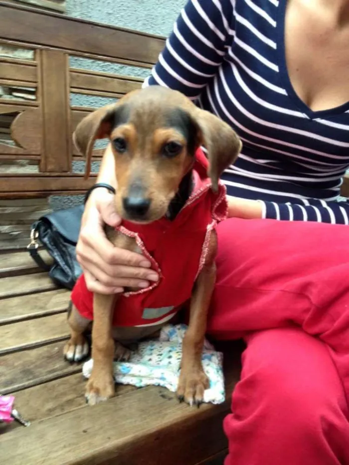 Cachorro ra a SRD idade 2 a 6 meses nome Dudu
