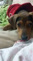 Dudu