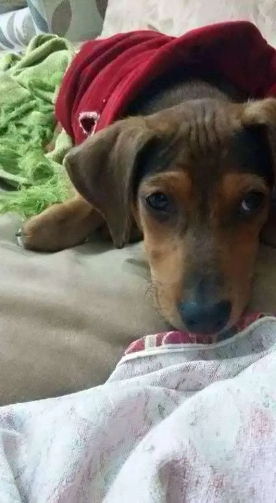 Cachorro ra a SRD idade 2 a 6 meses nome Dudu