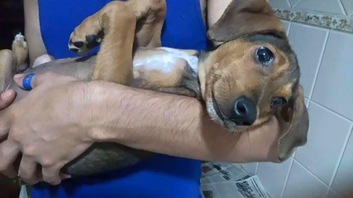Cachorro ra a SRD idade 2 a 6 meses nome Dudu