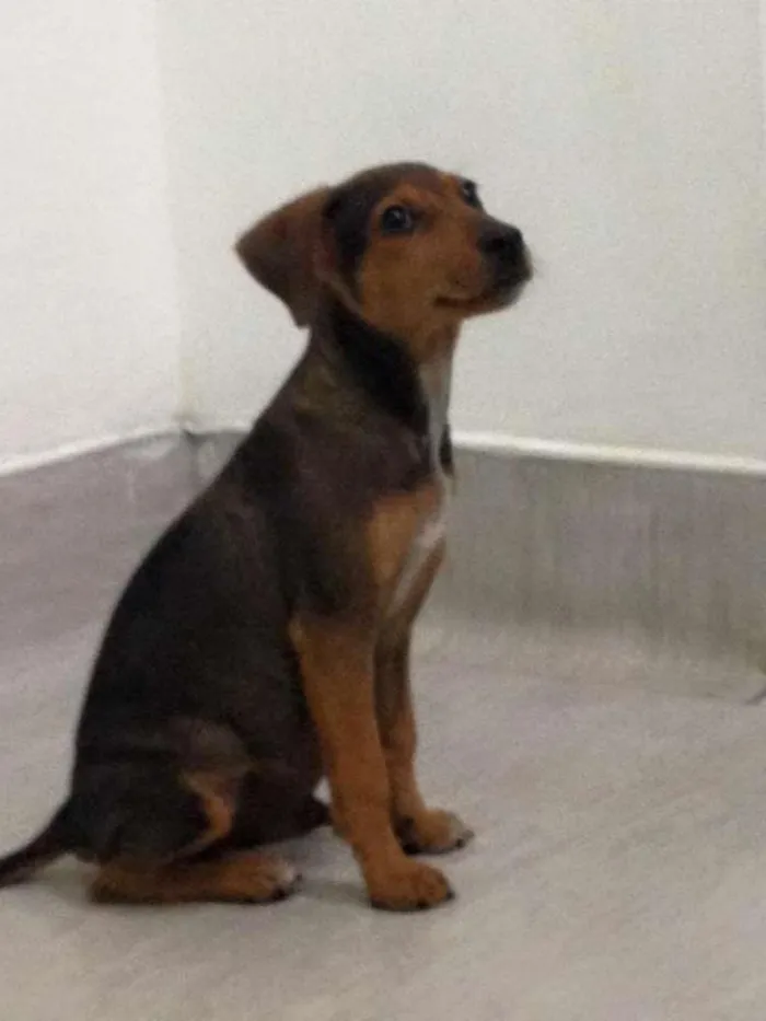 Cachorro ra a SRD idade 2 a 6 meses nome Dudu