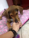 Dudu