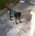 Pretinho
