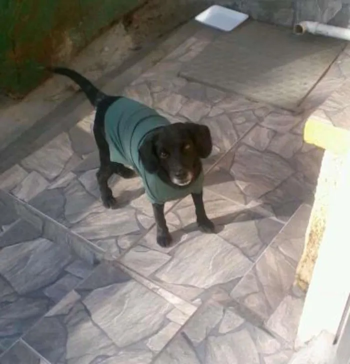 Cachorro ra a SRD idade 6 ou mais anos nome Pretinho