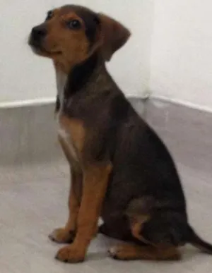 Cachorro raça SRD idade 2 a 6 meses nome Dudu