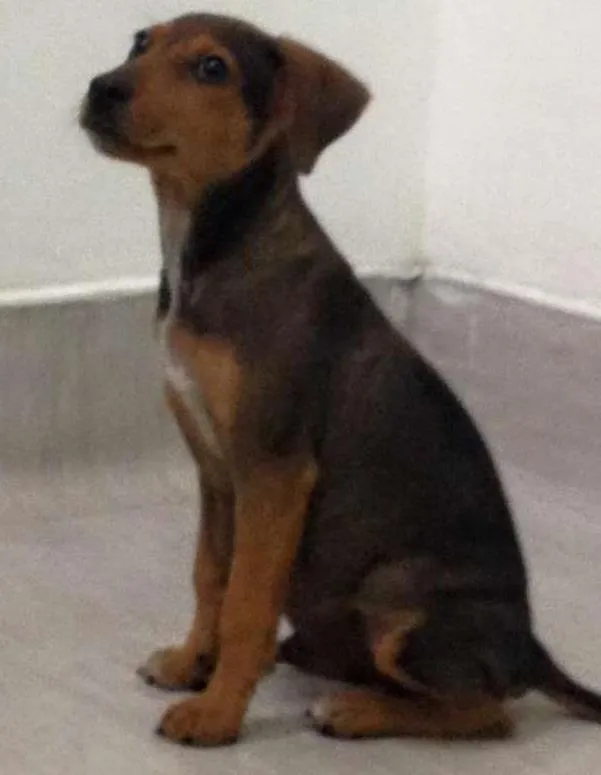 Cachorro ra a SRD idade 2 a 6 meses nome Dudu
