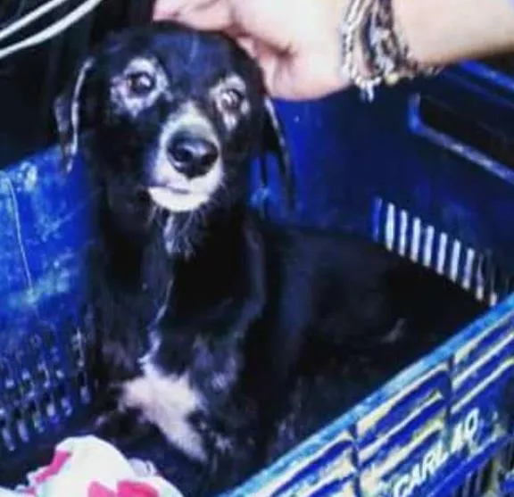 Cachorro ra a SRD idade 7 a 11 meses nome Zica