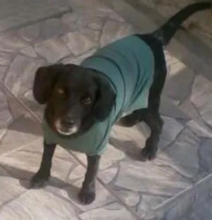 Cachorro raça SRD idade 6 ou mais anos nome Pretinho