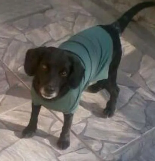Cachorro ra a SRD idade 6 ou mais anos nome Pretinho