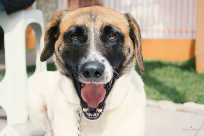 Cachorro ra a SRD idade 3 anos nome Scarlet