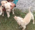 millor,marley e miny