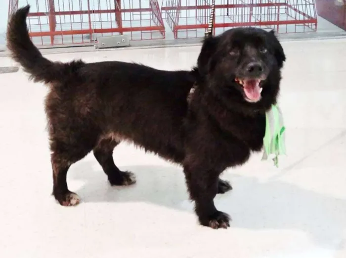 Cachorro ra a SRD idade 5 anos nome Tobinho