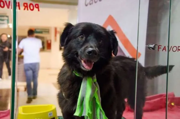 Cachorro ra a SRD idade 5 anos nome Tobinho