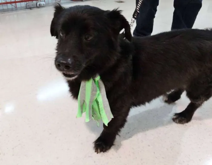 Cachorro ra a SRD idade 5 anos nome Tobinho