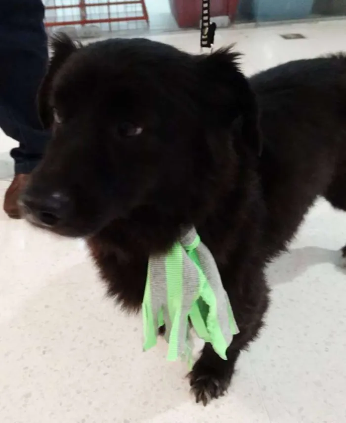 Cachorro ra a SRD idade 5 anos nome Tobinho