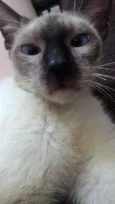Caio
