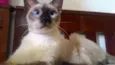 Caio