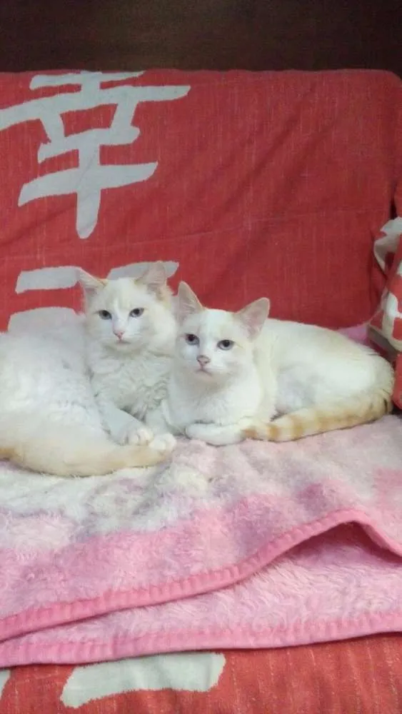 Gato ra a SRD idade 2 a 6 meses nome Pipoca e Lara