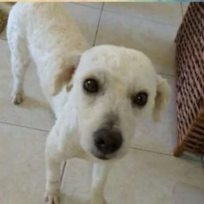 Cachorro ra a srd idade 1 ano nome Ozzy