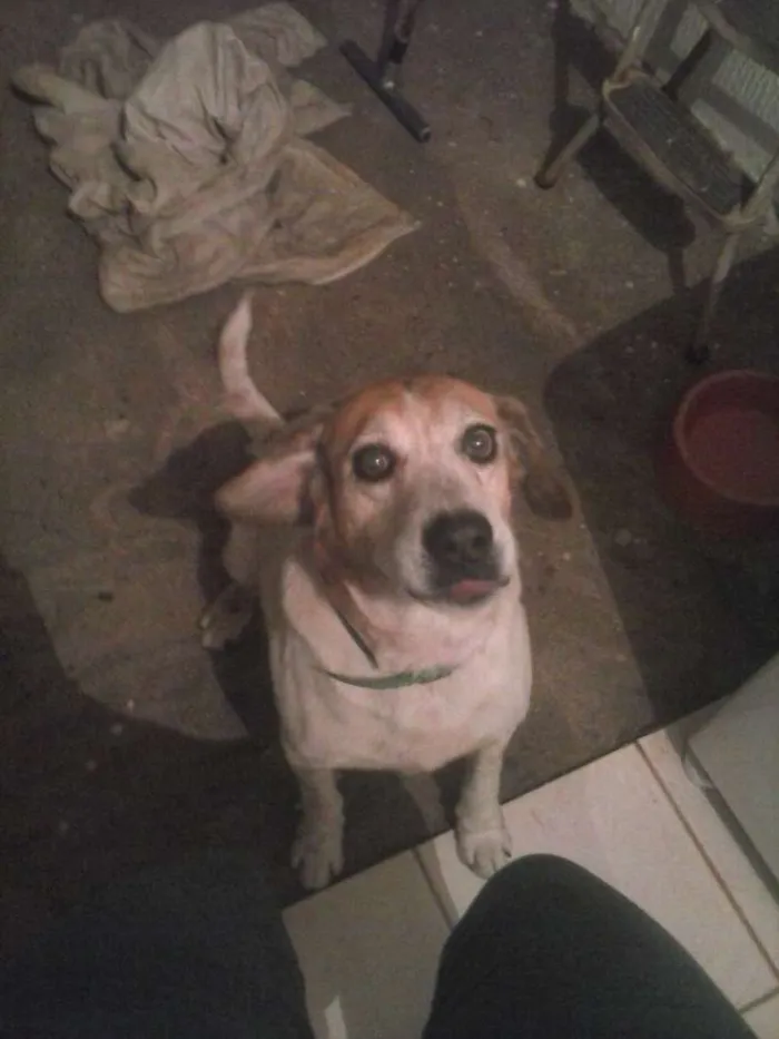 Cachorro ra a SRD idade 6 ou mais anos nome Barto e Cacau 