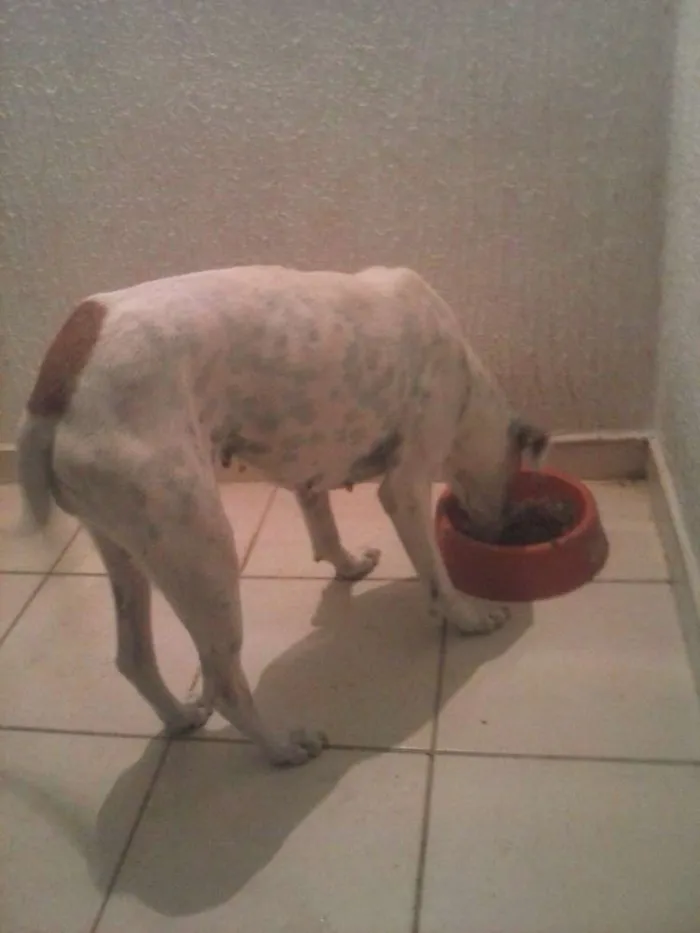 Cachorro ra a SRD idade 6 ou mais anos nome Barto e Cacau 