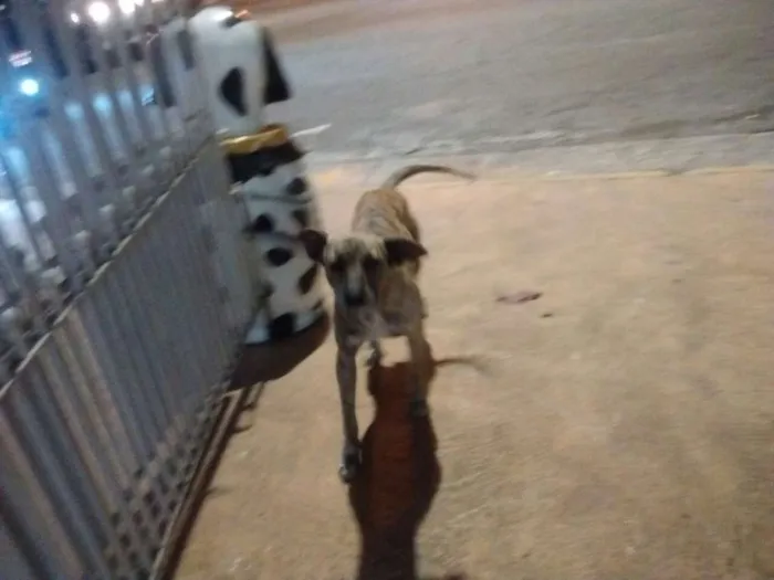 Cachorro ra a SRD idade 2 anos nome Mike