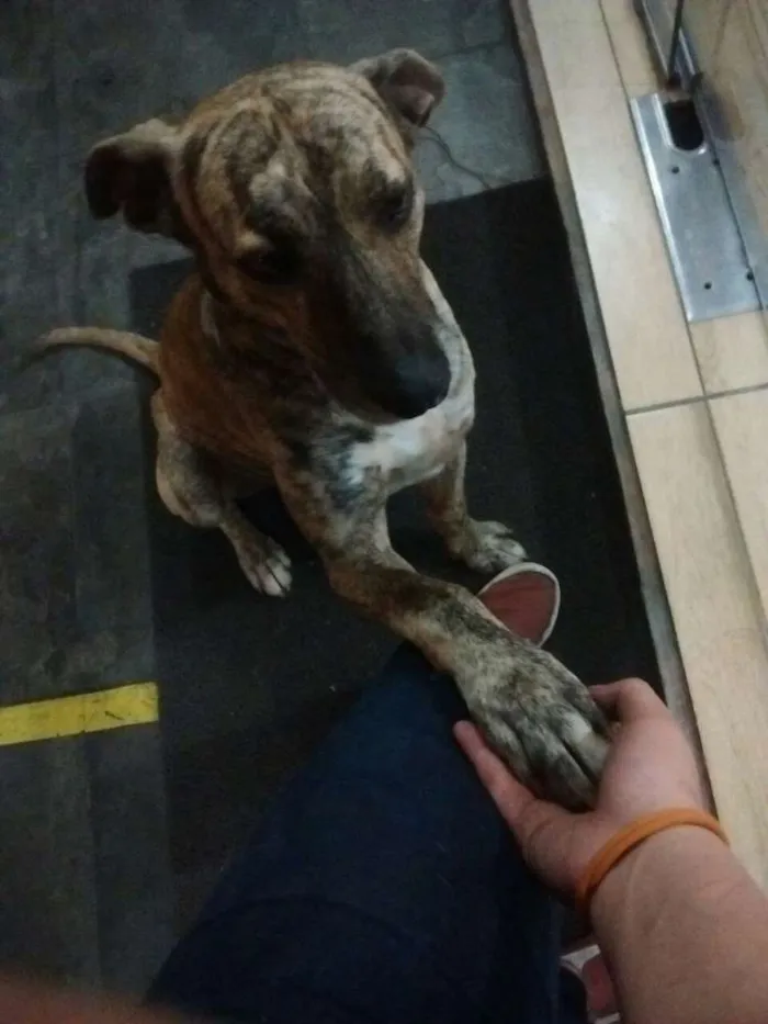 Cachorro ra a SRD idade 2 anos nome Mike