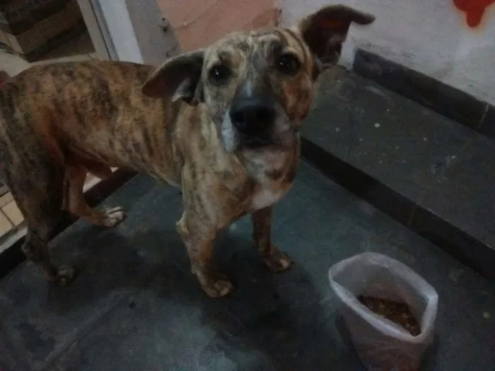Cachorro ra a SRD idade 2 anos nome Mike