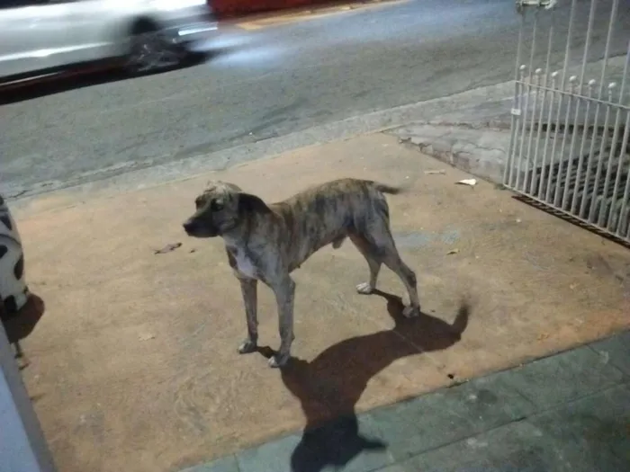 Cachorro ra a SRD idade 2 anos nome Mike
