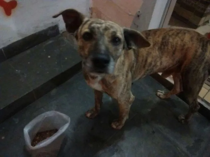 Cachorro ra a SRD idade 2 anos nome Mike