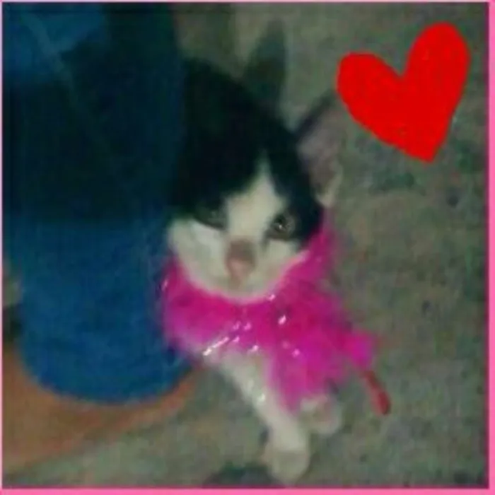 Gato ra a Sianesa idade 2 a 6 meses nome Sofia