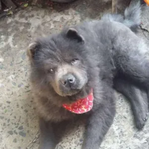 Cachorro raça Chow Chow idade 2 anos nome Guri