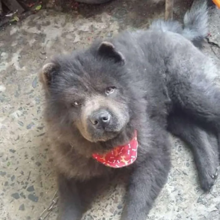 Cachorro ra a Chow Chow idade 2 anos nome Guri