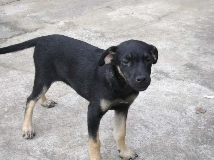 Cachorro ra a SRD idade 2 a 6 meses nome black