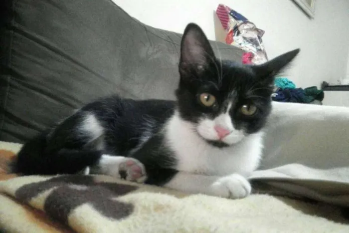Gato raça vira-lata idade 2 a 6 meses nome Mia