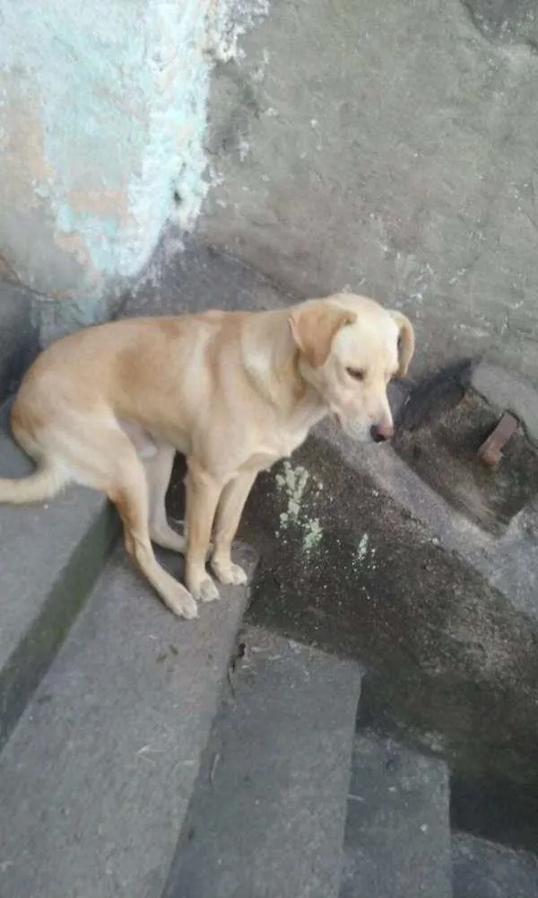 Cachorro raça SRD idade 2 anos nome Não sei