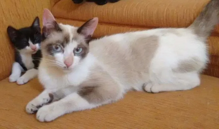 Gato ra a Siamês idade 1 ano nome Babi