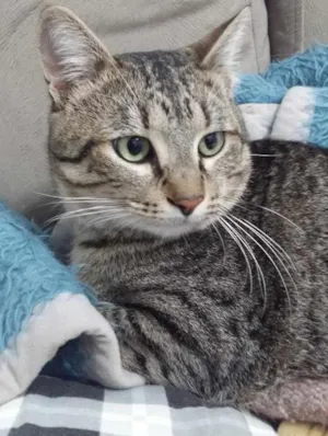 Gato raça Vira Lata idade 2 anos nome Não sei