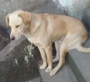 Cachorro raça SRD idade 2 anos nome Não sei