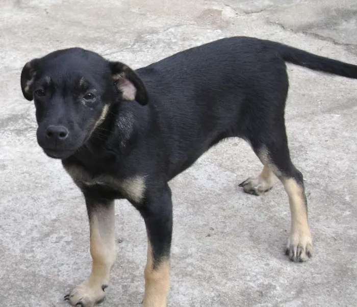 Cachorro ra a SRD idade 2 a 6 meses nome black