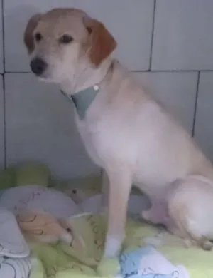 Cachorro raça SRD idade 3 anos nome Estopinha