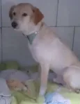 Cachorro raça SRD idade 3 anos nome Estopinha