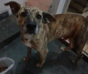 Cachorro raça SRD idade 2 anos nome Mike